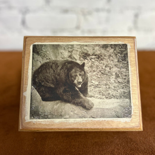 Bear Cigar Box